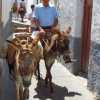 donkey-driver-in-lindos-greece