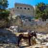 donkey-rests-by-acropolis-lindos
