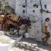 lindos-donkeys-retrurn-empty-greece