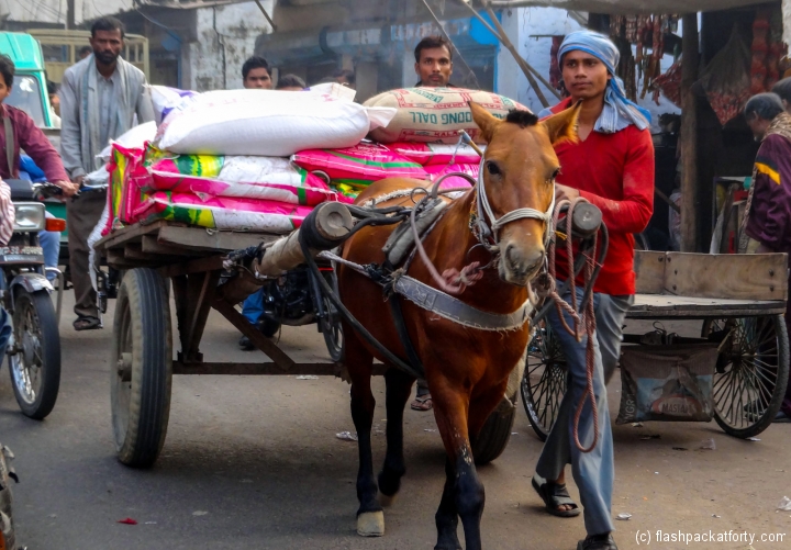 horse-and-cart-lucknow