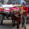 horse-and-cart-lucknow