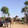 mandawa-camel-cart