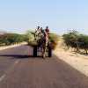 straw-camel-cart-mandawa