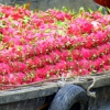 Mekong river fruit