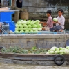 Mekong river cabbages