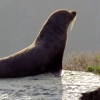 milford-sound-fur-seals