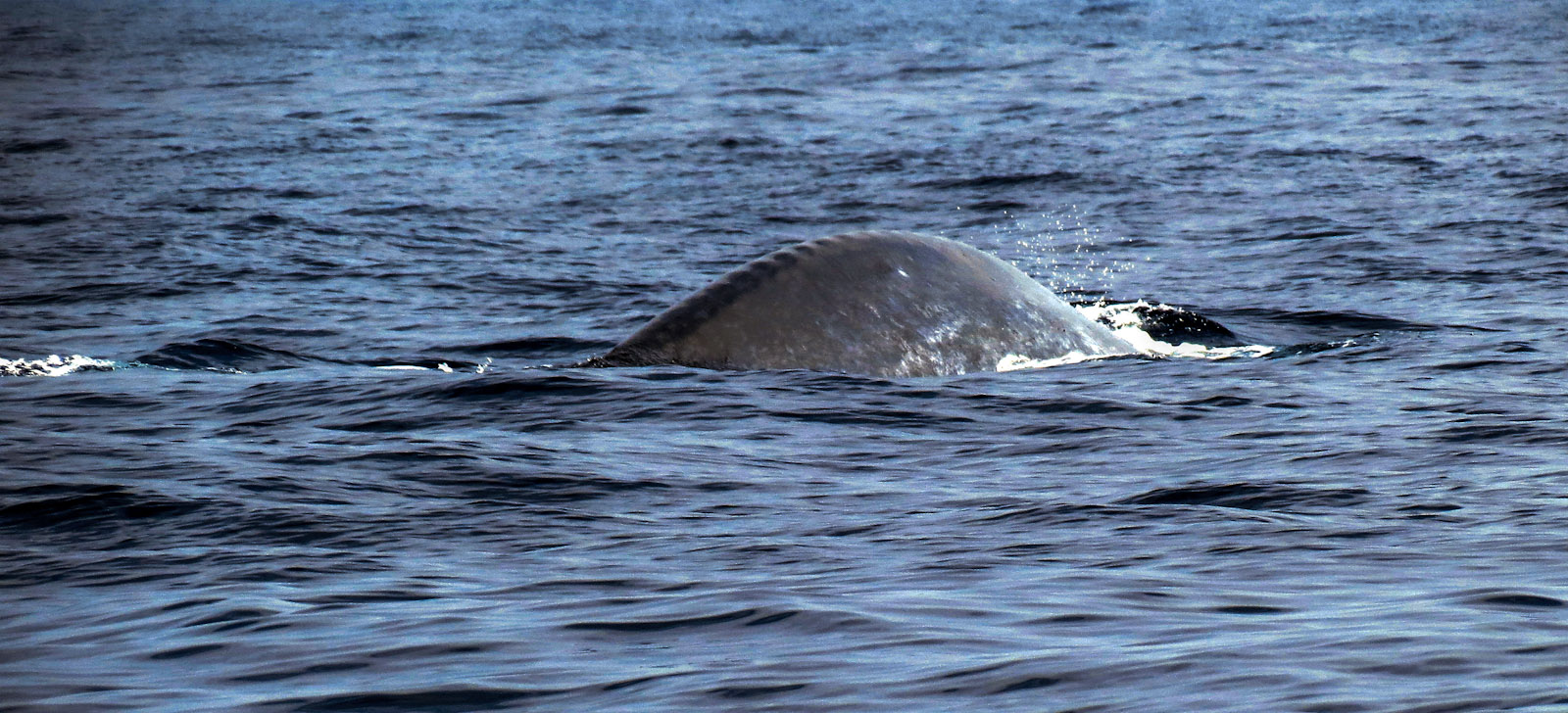 backbone-of-whale-mirissa