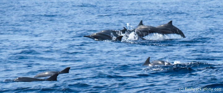 mirissa-dolphin-pod-jumping
