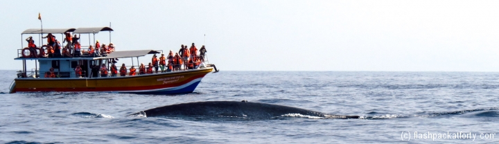 mirissa-whale-and-boat-long