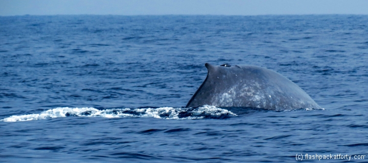 mirissa-whale-with-tail-abut-to-dive