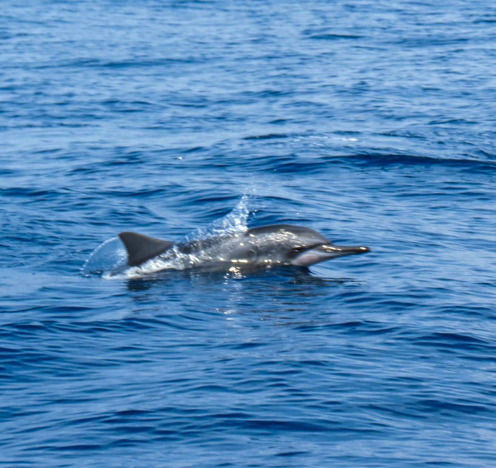 mirissa-dolphin