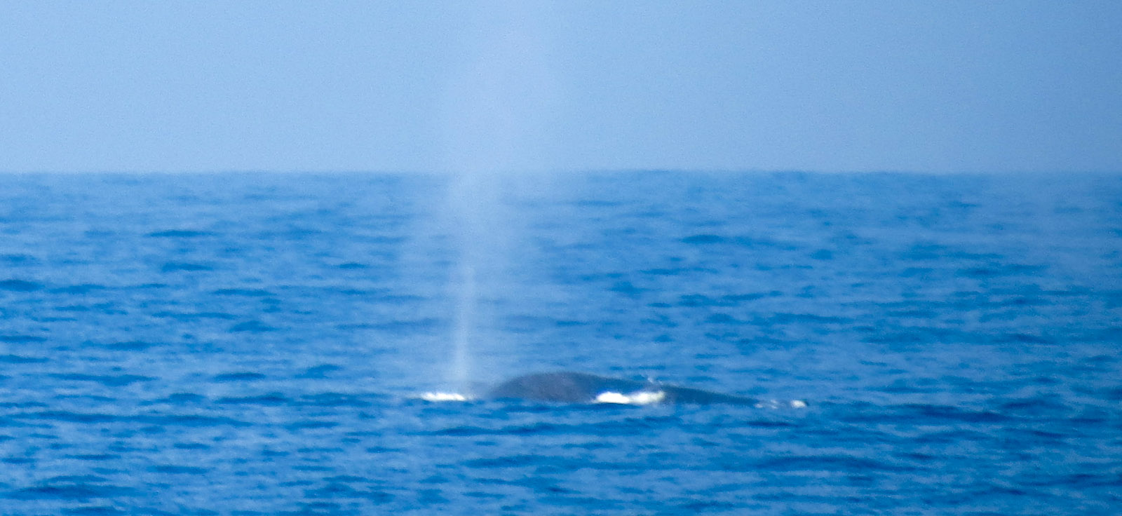 mirissa-whale-blows