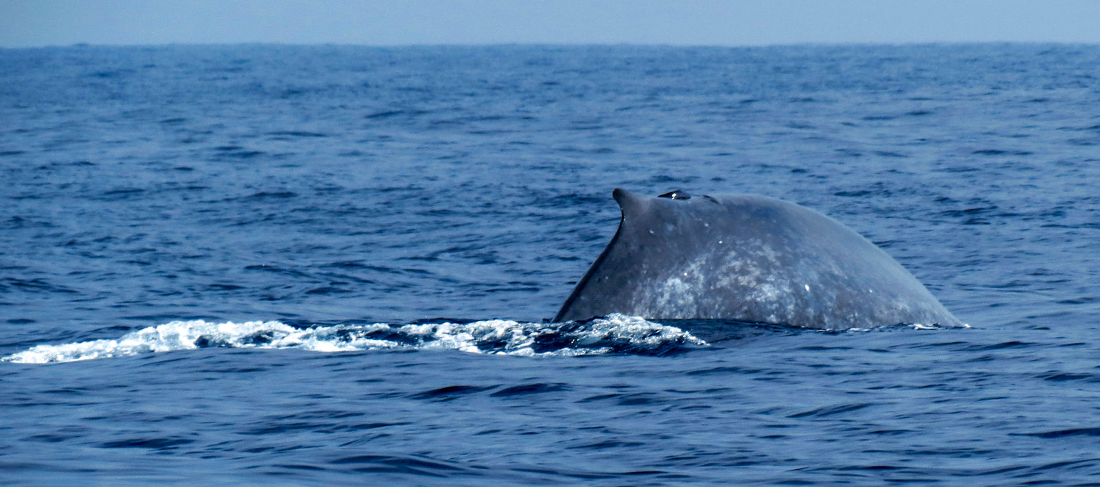 mirissa-whale-with-tail-abut-to-dive