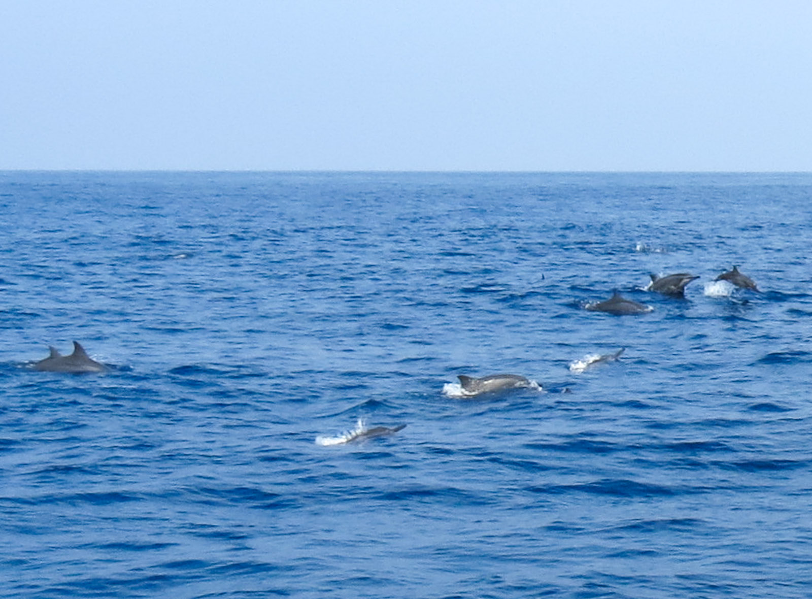 pod-of-dolphins-mirissa