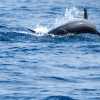 mirissa-dolphin-doing-natural-tricks