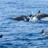 mirissa-dolphin-pod-jumping