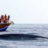 mirissa-whale-and-boat-long