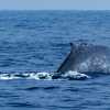 mirissa-whale-with-tail-abut-to-dive