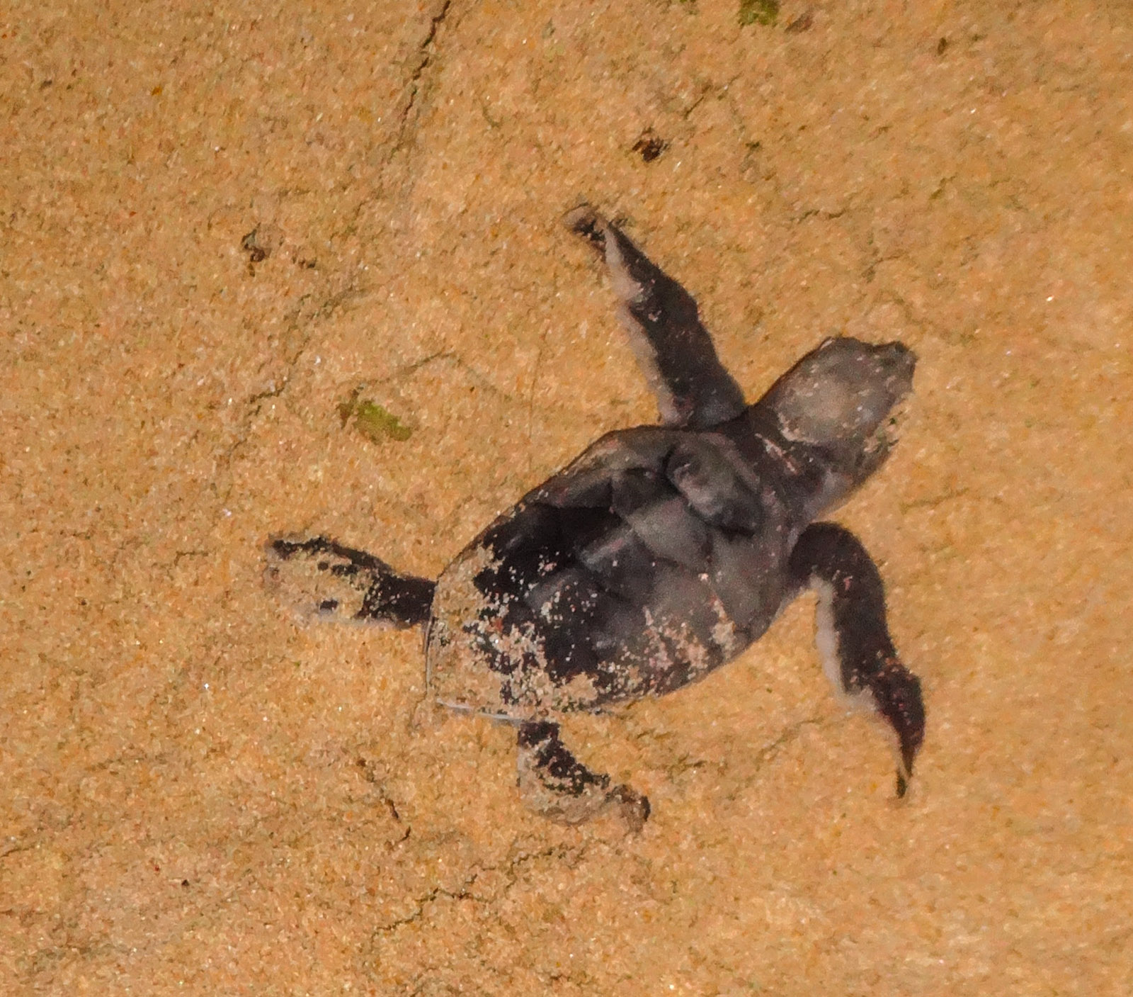 baby-turtle-on-way-to-beach