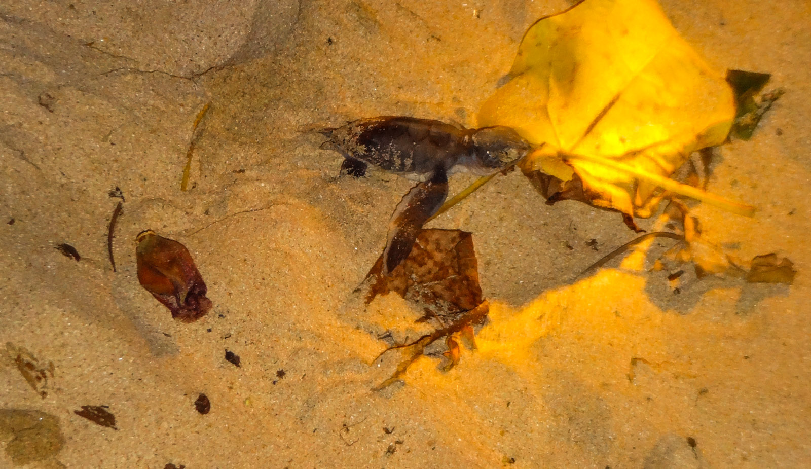 baby-turtle-scrambles-over-beach-debris-to-sea