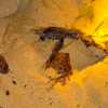 baby-turtle-scrambles-over-beach-debris-to-sea