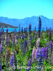 Close lupins tekapo