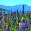 Close lupins tekapo