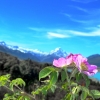 Mount Cook flowers