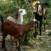 goats-sheep-mysore