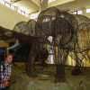 natural-history-museum-elephant-mysore