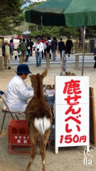Deer check the taking Nara park
