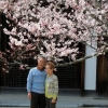 Couple at blossom at horyuji