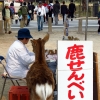 Deer check the taking Nara park