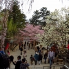 Nara blossoms