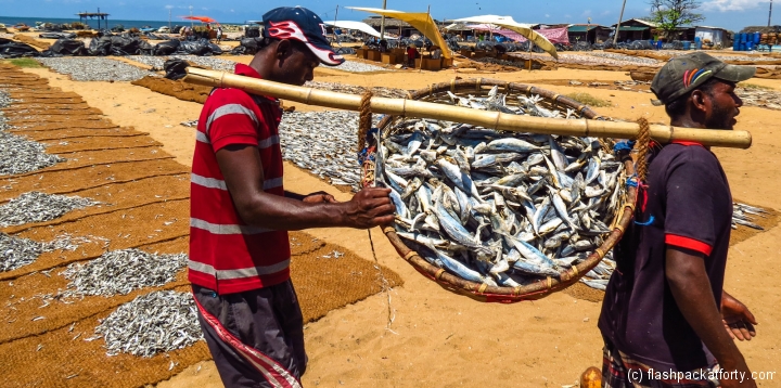 basket-of-fish-negombo-market