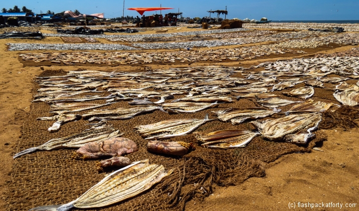 drying-fish-negombo-market