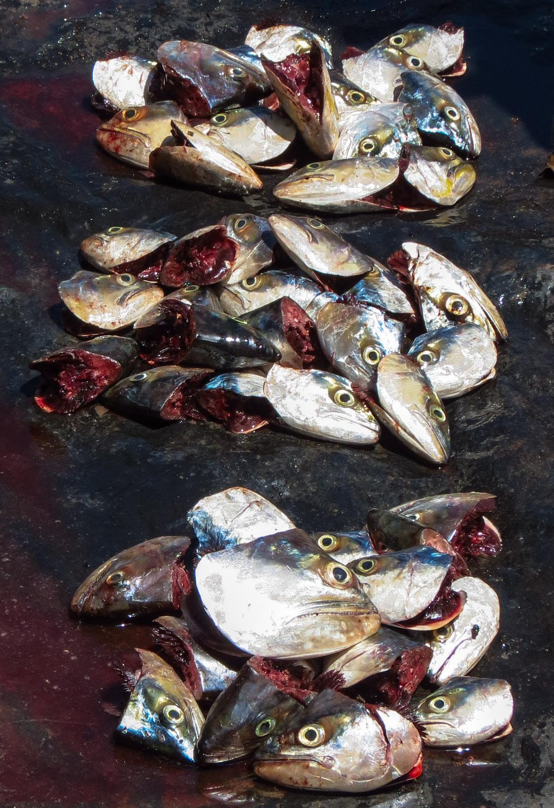 fish-heads-negombo-market