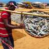 basket-of-fish-negombo-market