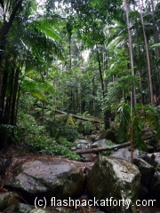 Mount Warning Rainforest Rocks