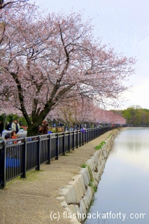 Cherry blossom Osaka Sakura Japan