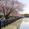 Cherry blossom Osaka Sakura Japan