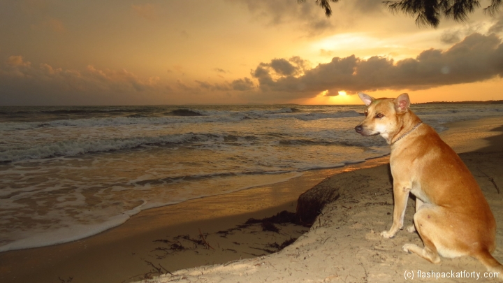 otres-sunset-and-dog