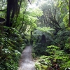 purakaunui-falls-walk