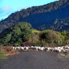 sheep-purakaunui-bay-doc-site