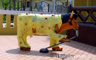 elvis-cow-at-blue-lagoon-hannahs-beach-resort