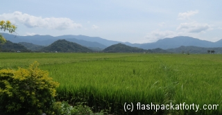 rice-fields-ilocos-norte