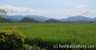 rice-fields-ilocos-norte