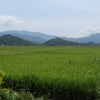 rice-fields-ilocos-norte
