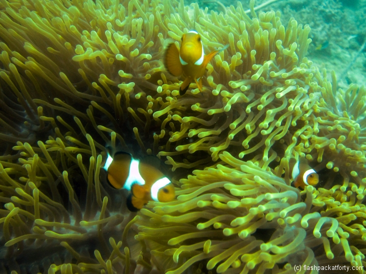 clown-fish-perhentian