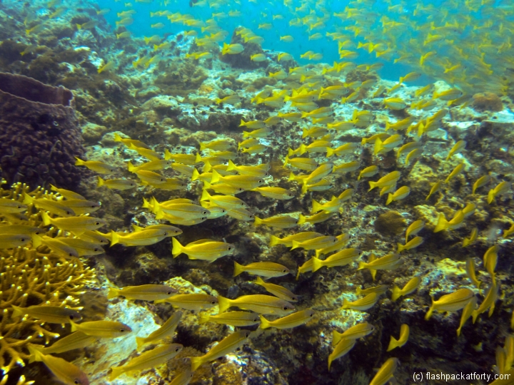 fusiliers-perhentian
